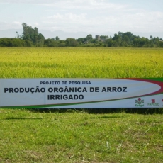 Mais produção de arroz orgânico na região