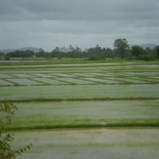 Mais produção de arroz orgânico na região