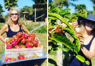 Dalva Leme colhe suas pitayas orgânicas, em Araranguá