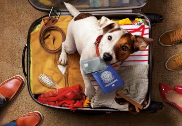 Saiba quais cuidados tomar ao viajar de avião com seu pet