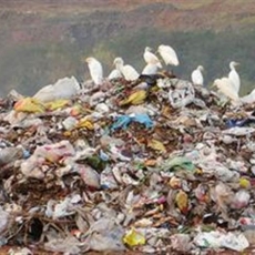 Ecobags: Sustentabilidade e Consciência Ambiental no combate ao consumo desenfreado