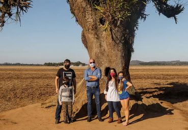 Restaurada Árvore do Manhoso, em Araranguá